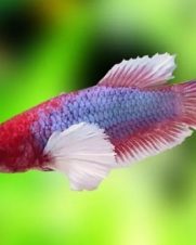Betta Dumbo Fêmea 2-4cm Betta Dumbo Fêmea 2-4cm