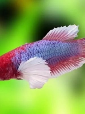 Betta Dumbo Fêmea 2-4cm