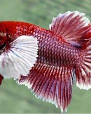 Betta Macho Dumbo 3-5cm