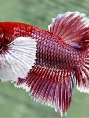 Betta Macho Dumbo Plakat 3-4cm