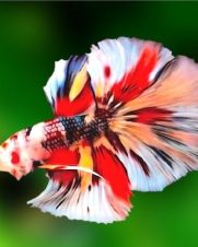 Betta Macho Koi 3-5cm