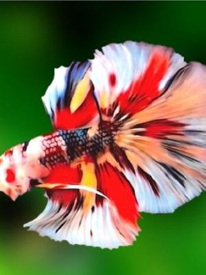Betta Macho Koi 3-5cm
