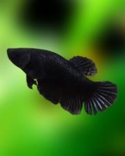Betta Full Black Fêmea 2-4cm Betta Full Black Fêmea 2-4cm