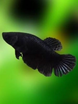 Betta Full Black Fêmea 2-4cm