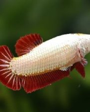 Betta Fêmea Red Dragon 2-4cm