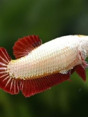 Betta Fêmea Red Dragon 2-4cm