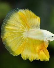Betta Macho Dragon Yellow 4-6cm