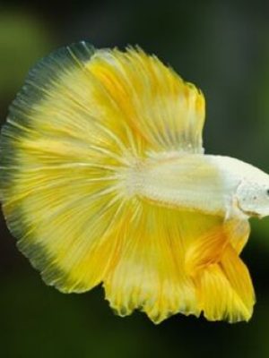 Betta Macho Dragon Yellow 4-6cm