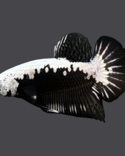 Betta Macho Sumurai Black Plakat 3-4cm Betta Macho Sumurai Black Plakat 3-4cm