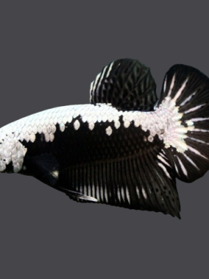 Betta Macho Sumurai Black Plakat 3-4cm