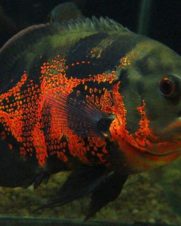 Oscar Red Tigre 25-30cm