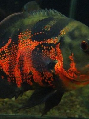 Oscar Red Tigre 25-30cm