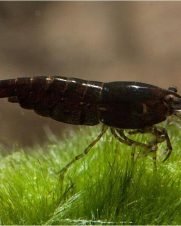 Camarao Neocaridina Black