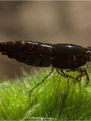 Camarao Neocaridina Black