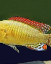 Boca Azul 3-6cm Boca Azul 3-6cm