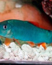 Botia Modesta 4-5cm