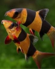 Botia Palhaço 3-4cm Botia Palhaço 3-4cm