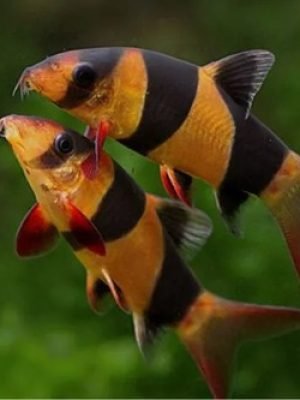 Botia Palhaço 3-4cm