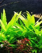 Hygrophila Salicifolia