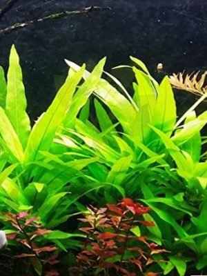 Hygrophila Salicifolia