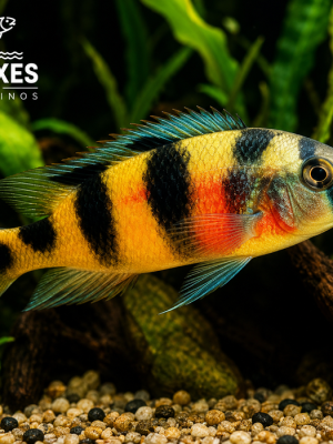 Zebra Obliquidens 3-6cm