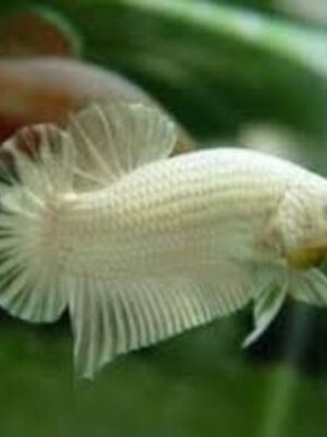 Betta Macho Dragon Branco Placate 4-6cm