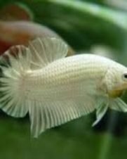 Betta Macho Dragon Branco Placate 3-4cm Betta Macho Dragon Branco Placate 3-4cm