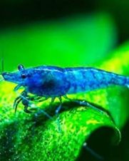 Camarão Neocaridina Blue 1-2cm Camarão Neocaridina Blue 1-2cm