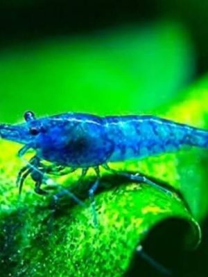 Camarão Neocaridina Blue 1-2cm