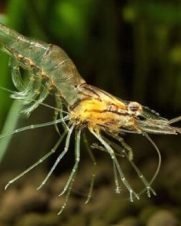 Camarão Fantasma 2-3cm Camarão Fantasma 2-3cm