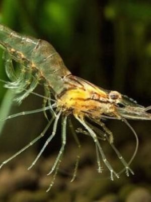 Camarão Fantasma 2-3cm