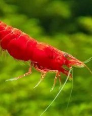 Camarao Neocaridina