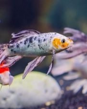 Carpa Colorida Véu 8-11cm