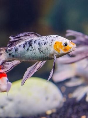 Carpa Colorida Véu 8-11cm