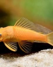 Cascudo Ancistrus Albino 3-6cm Cascudo Ancistrus Albino 3-6cm