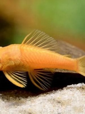 Cascudo Ancistrus Albino 3-6cm