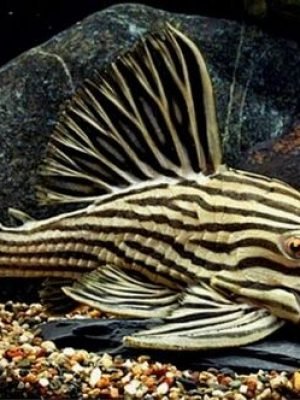 Cascudo Panaque 18-22cm