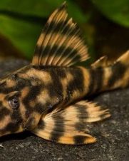 Cascudo Tigre L015 4-5cm
