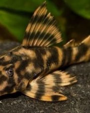 Cascudo Tigre L015 4-5cm