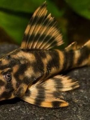 Cascudo Tigre L015 4-5cm