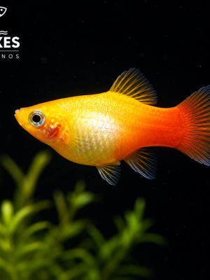 Plati Gold 2-4cm