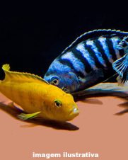 Pseudotropheus Saulosi 2-4cm