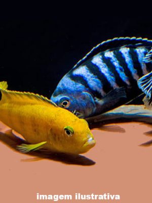 Pseudotropheus Saulosi 2-4cm