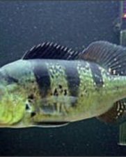 Tucunare Amarelo Tucunare Amarelo