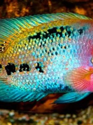 Cichlasoma Synspilum 6-9cm