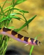 Cobrinha Kuhli 3-6cm