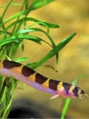 Cobrinha Kuhli 3-6cm