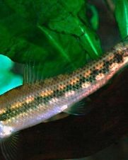 Algae Eater 3-6cm Algae Eater 3-6cm