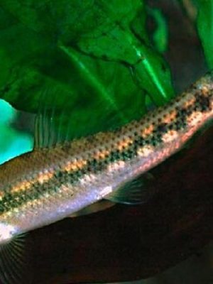 Algae Eater 3-5cm