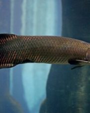 Pirarucu 20-25cm Pirarucu 20-25cm